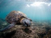 Turtle and sun rays