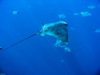 Thousands of Bat Rays!