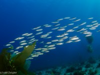 Great Conditions at the Dive Park