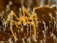 Sea Spiders in San Diego