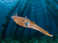 Todd Winner’s Wednesday Photo – Reef Squid and Salt Pier