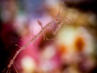 Todd Winner’s Wednesday Photo – Skeleton Shrimp