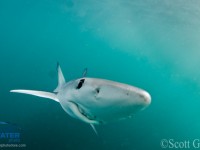 Blue Sharks in California – amazing trip