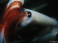 Massive Squid Run in Southern California!