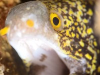 Moray Eels: Tips to Capture that Perfect Shot!
