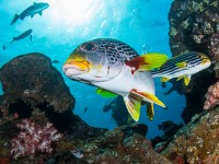 3 Tips for Wreck Photography