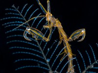 Macro clinic: Skeleton Shrimp