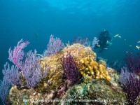 Video:  Weekend Dive Getaway in Cabo