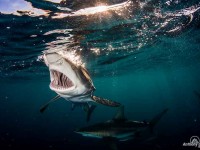 Diving with Sharks on Aliwal Shoal