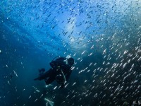 Capturing the Magic: Photographing Scuba Divers Underwater