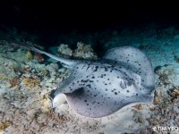 Capturing the Hidden Beauty: Underwater Photography in the Maldives