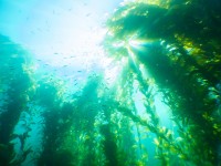 Did You Know? Facts About Kelp