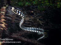 Story Behind the Shot: Black and White Sea Krait