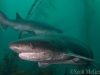 Seven Gill Sharks flock to San Diego