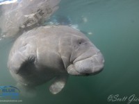 Manatee Sessions in the Crystal River