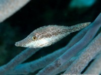 Caribbean Creature Feature: The Slender Filefish