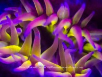 UV Light Dives & Photos