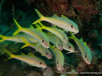 Caribbean Creature Feature: Yellow Goatfish