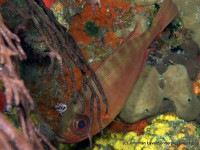 Caribbean Creature Feature: The Glasseye Snapper