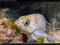 Nauticam GH4 underwater video footage & settings