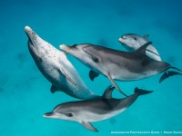 Canon 7D Mk II and Wild Dolphins