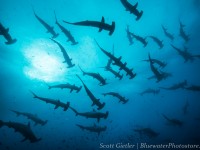 My favorite dive series – Hammerheads at Wolf Island, Galapagos