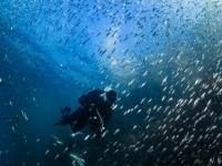 Capturing the Magic: Photographing Scuba Divers Underwater