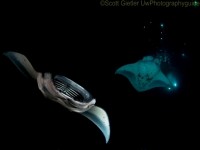 Tips for Underwater Photography on Night Dives