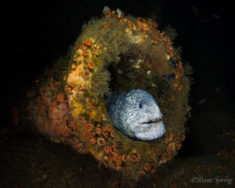 Diving a WWI German U-Boat