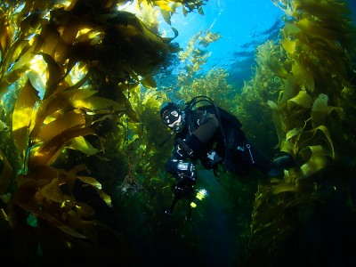 Floating through the Kelp Forest