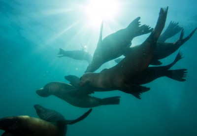 sea lions with sun in background