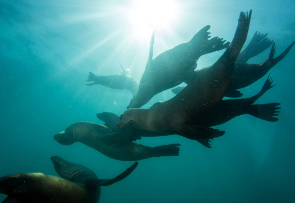 Did You Know? What’s the Difference Between a Seal and a Sea Lion?