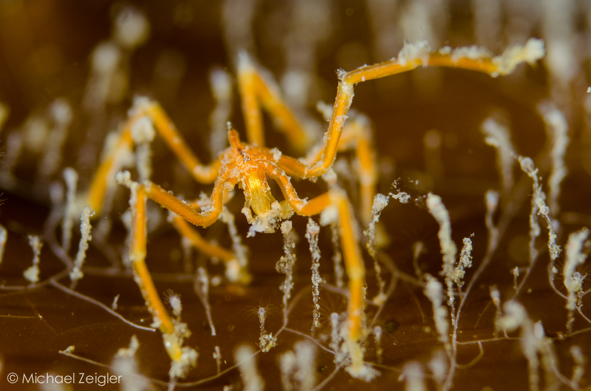 Sea Spiders in San Diego