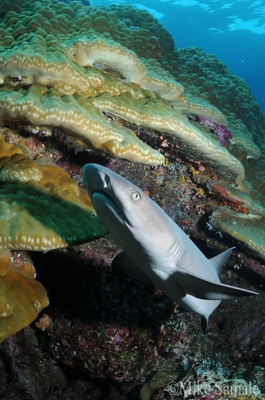 Juvenile shark, photo by Michael Samale Juvenile shark, photo by Michael Samale