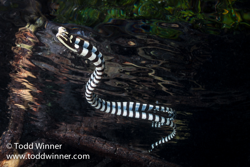 Story Behind the Shot: Black and White Sea Krait