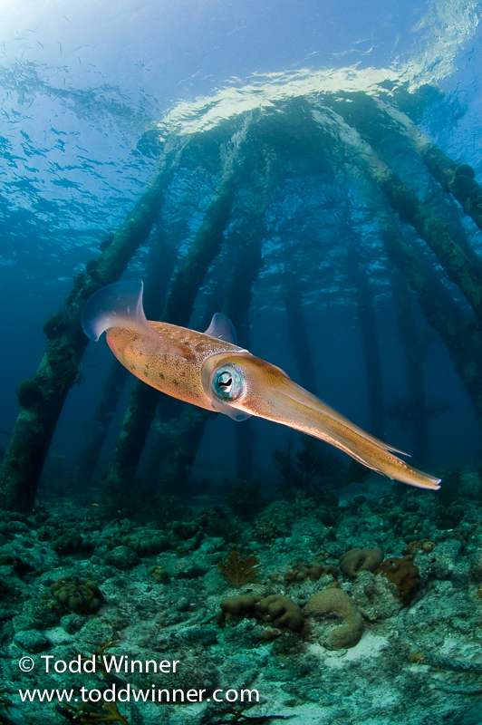Todd Winner’s Wednesday Photo – Reef Squid and Salt Pier