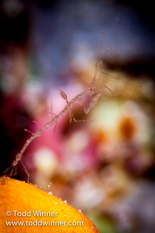 Todd Winner’s Wednesday Photo – Skeleton Shrimp