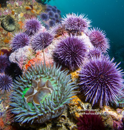 anemone_urchins