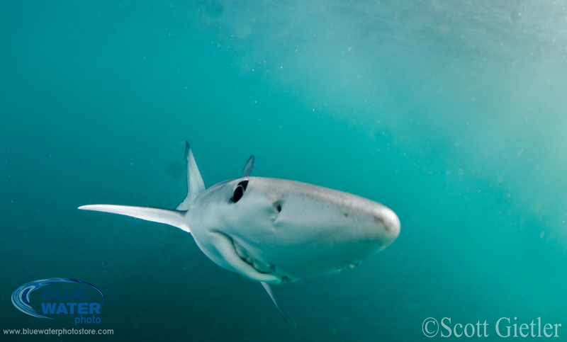 Blue Sharks in California – amazing trip