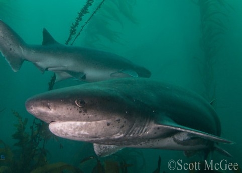 Seven Gill Sharks flock to San Diego