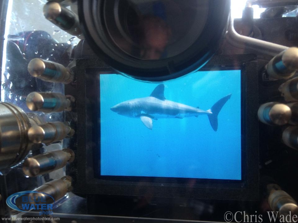 Salmon Shark on our Shark Trip!!!