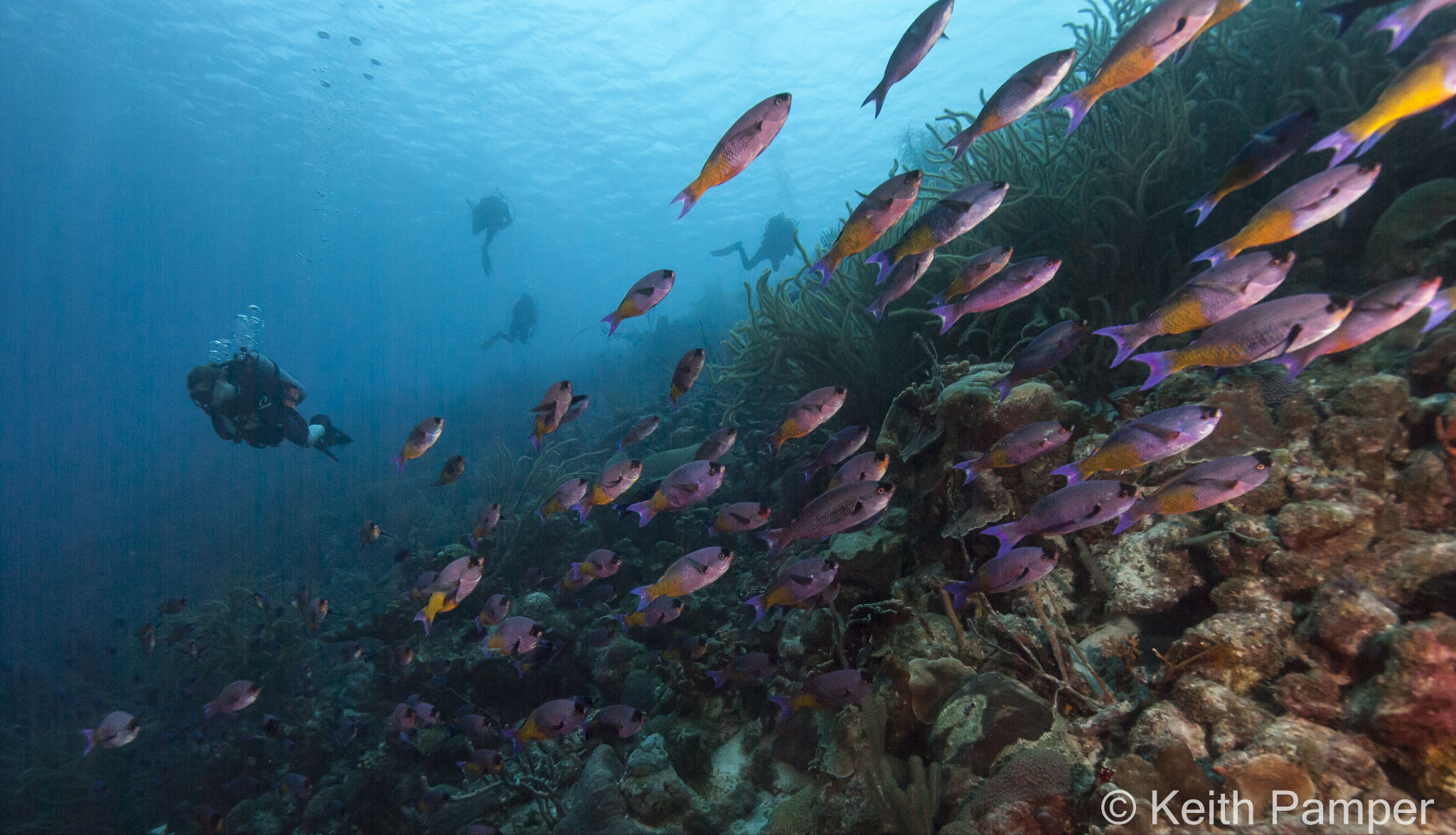 Bonaire: A Hunt for the Elusive Red Frogfish