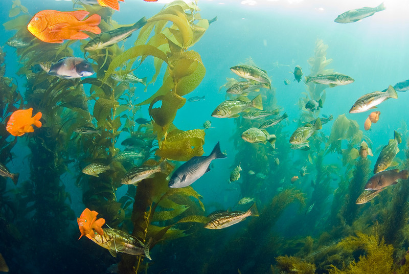 Casino Point Dive Park Closed to Vehicles July 4th