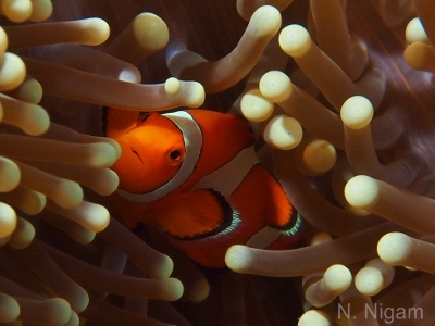 Wakatobi: The World’s Best Reefs