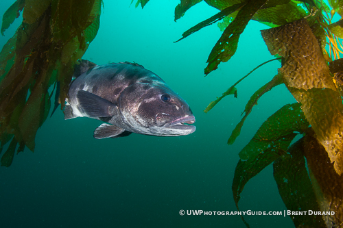 Great Time on the Bluewater Photo Black Sea Bass Trip