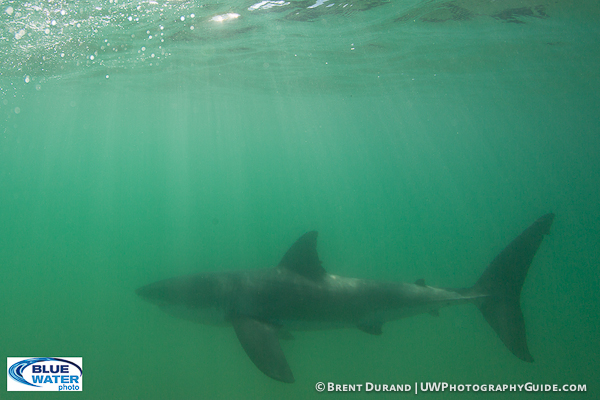 Searching for Great White Sharks