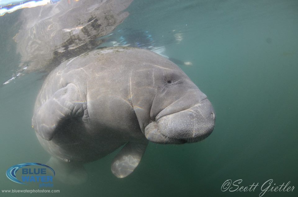 Manatee Sessions in the Crystal River