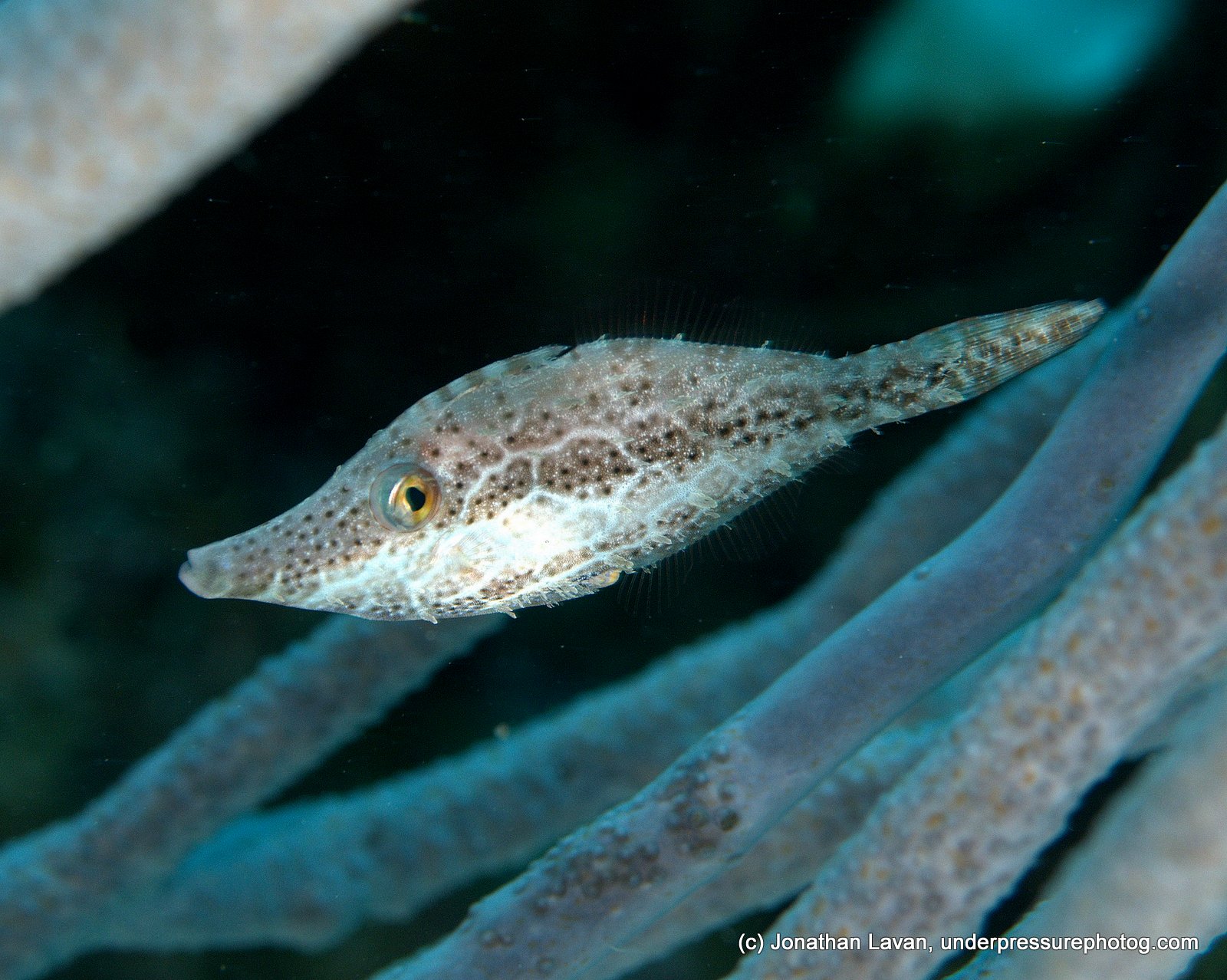 Caribbean Creature Feature: The Slender Filefish