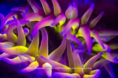 Underwater Ultraviolet UV Photography