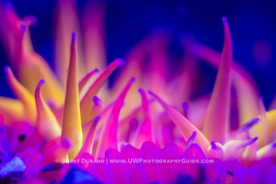 Underwater Ultraviolet UV Photography